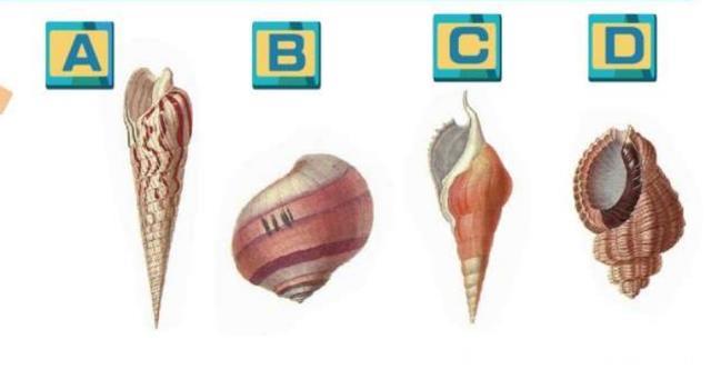 心理测试：你最喜欢哪只海螺？测测你的情商高吗？