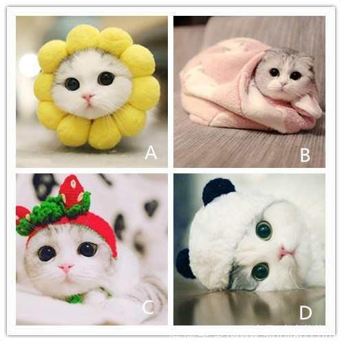 心理测试：4款萌猫，选最萌的，测你会变成老油条吗？