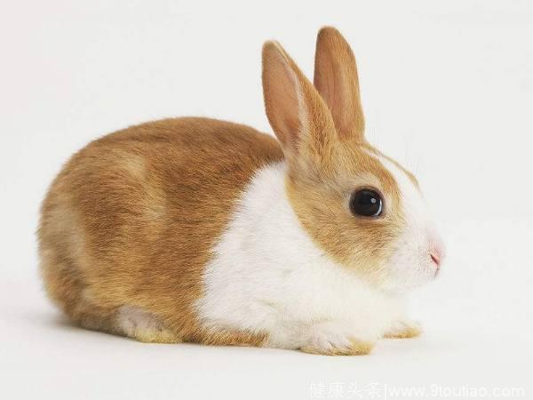 心理测试：4只兔子，哪只最丑，测你情商到底有多高！