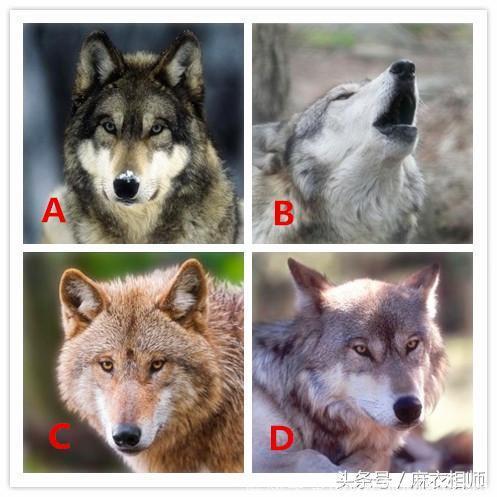 心理测试：哪只狼会爱上羊？看你的桃花运如何！