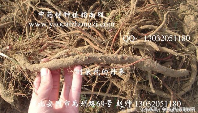 中药材丹参秧苗种植关键八部，丹参的种植技术细节和要点