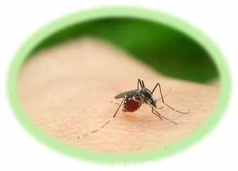 为何蚊子偏爱怀孕的你? 教您五招最安全的驱蚊方法