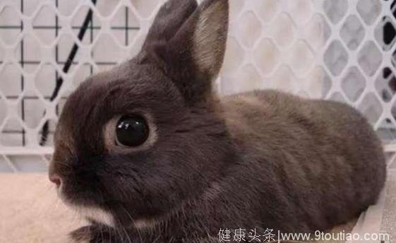 心理测试：测你身旁有多少人在偷偷爱着你？选一只最可爱的小兔