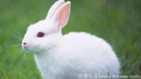 心理测试：测你身旁有多少人在偷偷爱着你？选一只最可爱的小兔