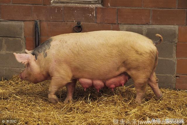 怀孕母猪产前乳腺的管理