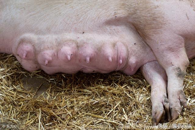 怀孕母猪产前乳腺的管理