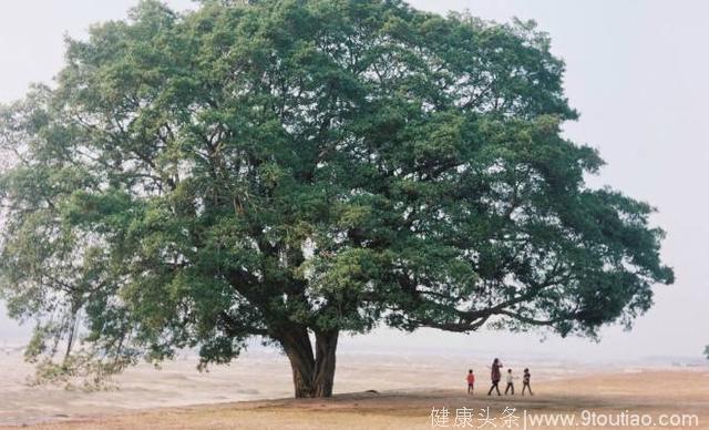 心理测试：3棵大树，哪棵靠得住！测你5年后的社会地位高低！
