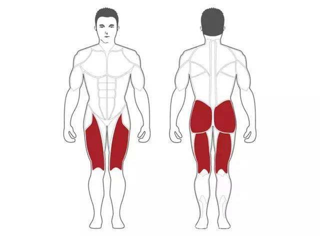 最强大腿训练器—哈克深蹲的动作要领及锻炼效果