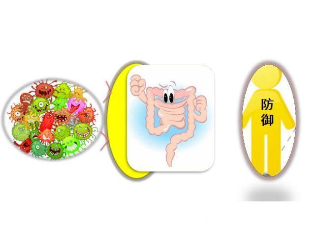 肠道里住着三支军（菌）队，跟糖尿病关系密切