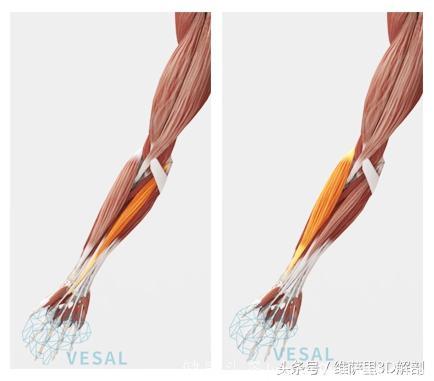 系统解剖口诀——肌肉（上肢肌和下肢肌）