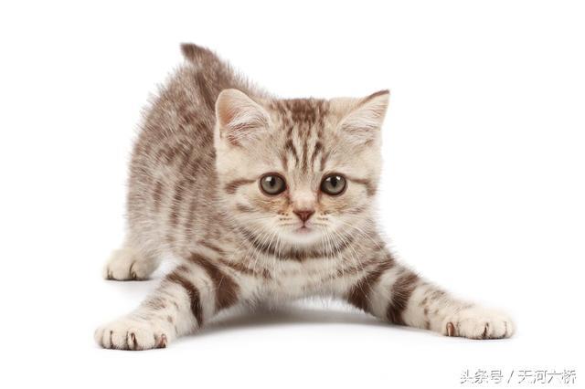心理测试：4只猫咪，你觉得哪只最可爱？测谁在背后默默的爱你？