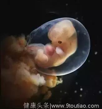 你的宝宝在子宫内是这样生长的——生命的奇迹！