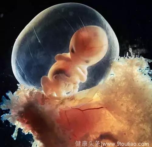 你的宝宝在子宫内是这样生长的——生命的奇迹！