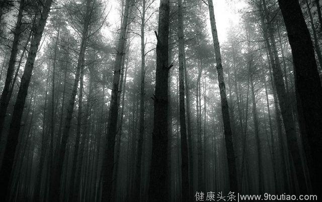 心理测试：哪一片森林最容易迷路，测下你的潜在天赋和性格