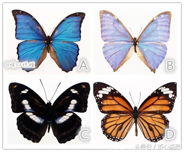 心理测试：四个蝴蝶选一个，测试是什么导致你自卑？