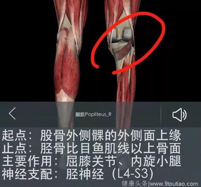 腘肌—膝关节的钥匙？