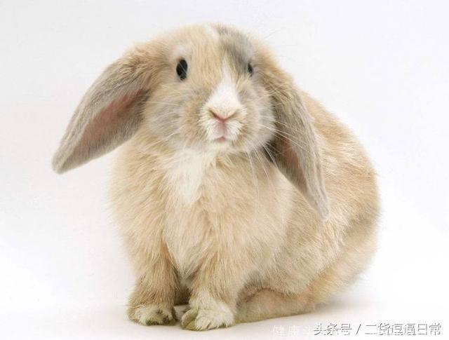 心理测试：选一只最可爱的兔子，测出有多少人偷偷爱着你