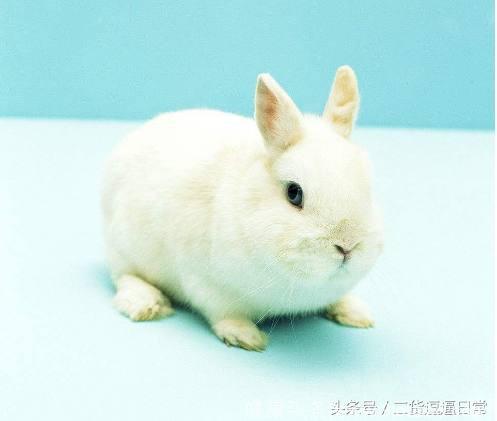 心理测试：选一只最可爱的兔子，测出有多少人偷偷爱着你