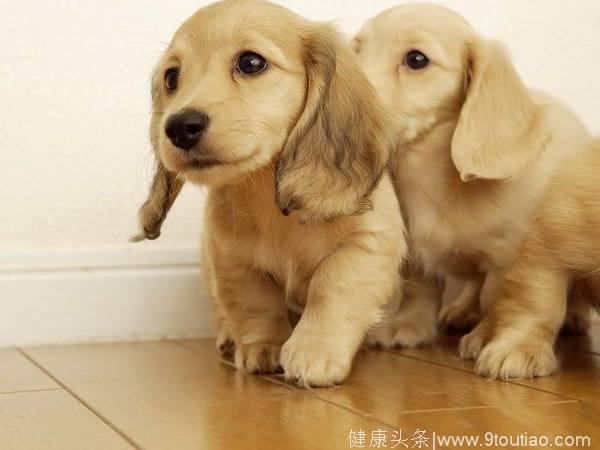 心理测试：3只小狗，哪只最可爱，测你的另一半婚后会不会出轨！