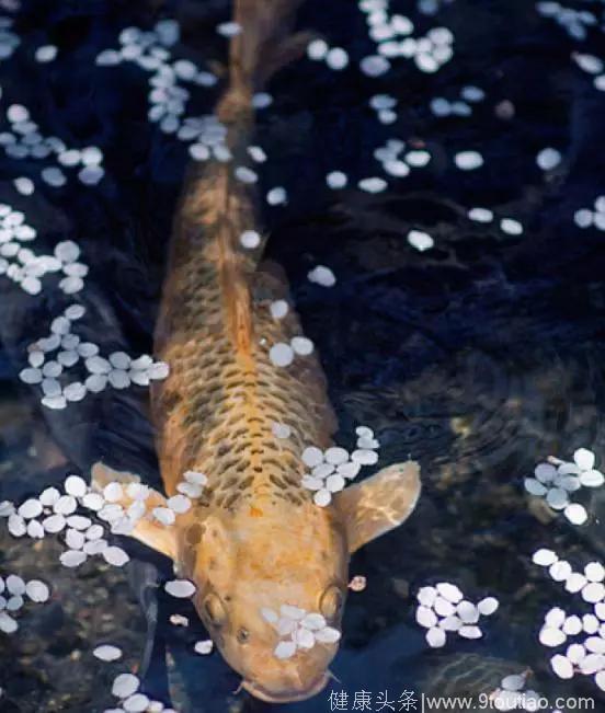 心理测试：选一条锦鲤鱼，测最近你的哪方面运势最旺！
