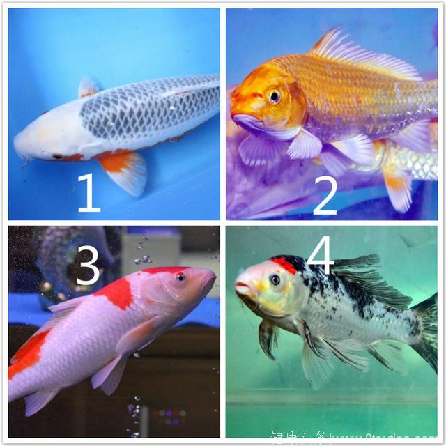 心理测试：4条鲤鱼，你喜欢哪一条？测你2018年的运势如何？超准