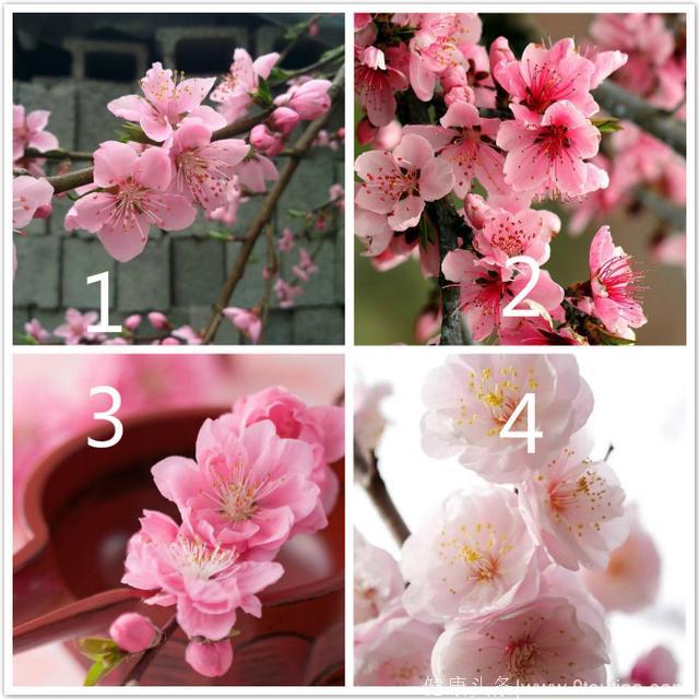 心理测试：4朵桃花，哪朵最漂亮？测你6月会收获什么惊喜？超准哦