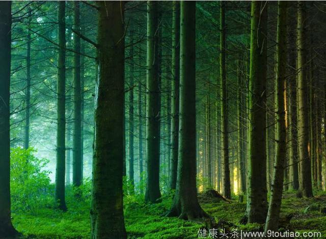 心理测试：哪个森林图让你有很慌的感觉？测试你能否成为人生赢家