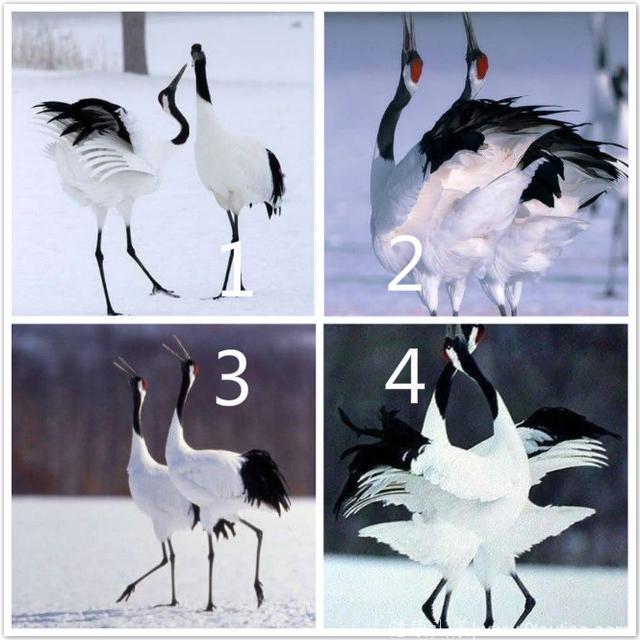 心理测试：4对鹤，你最喜欢哪对？测你6月份的事业运如何？超准