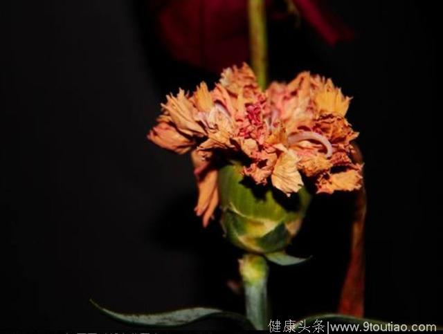 心理测试：4朵枯萎的花，哪朵最凄美？测6月你会遇到感情纠葛吗？