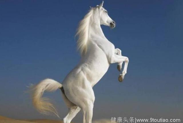 心理测试：你最想骑哪匹白马？测你命中的白马王子是谁？