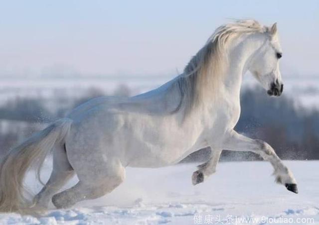 心理测试：你最想骑哪匹白马？测你命中的白马王子是谁？