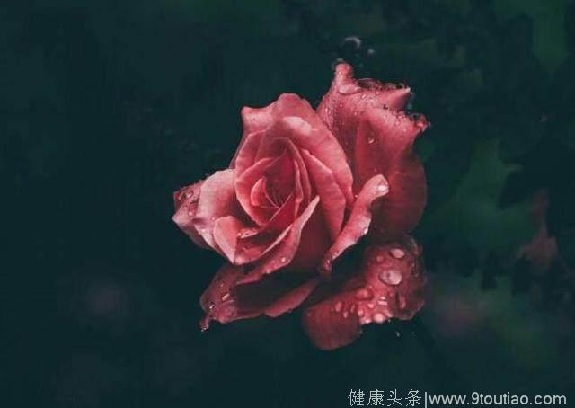 心理测试：4朵雨中玫瑰，哪朵最惊艳？测你哪方面最令异性着迷？