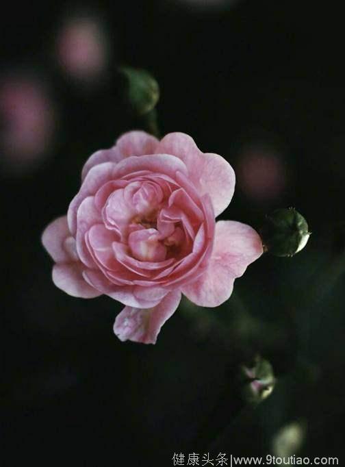 心理测试：4朵雨中玫瑰，哪朵最惊艳？测你哪方面最令异性着迷？
