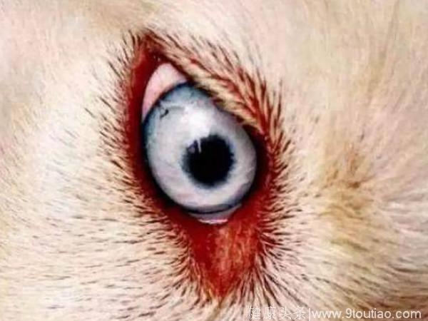 心理测试：3只眼睛哪只眼睛是狼眼？测出你在六月要防着哪些人！