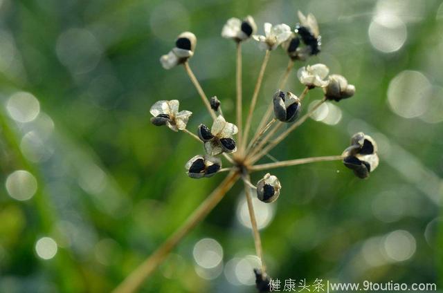 生活一些小病小闹，很多人都会碰到，7大食疗偏方，不用去医院