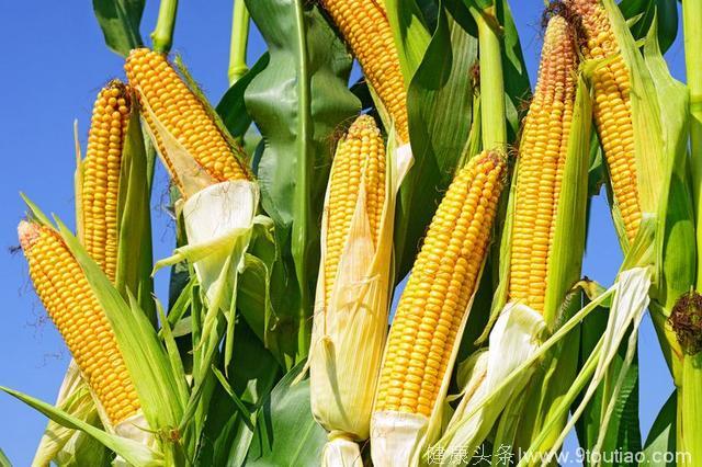 玉米具有什么食疗功效？