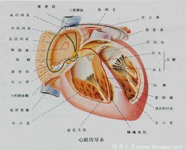 正常心脏应该从窦房结顺序传导,所以我们正常人做心电图叫窦性心律