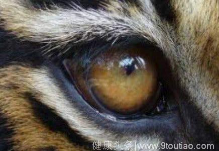 心理学：哪只老虎的眼睛最凶残？秒测你的性格是否容易树敌！