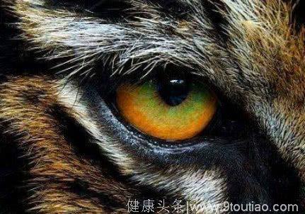 心理学：哪只老虎的眼睛最凶残？秒测你的性格是否容易树敌！