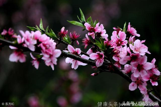 心理测试：那枝桃花开的最美，测试你的桃花旺在哪里！什么方向！