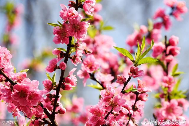 心理测试：那枝桃花开的最美，测试你的桃花旺在哪里！什么方向！