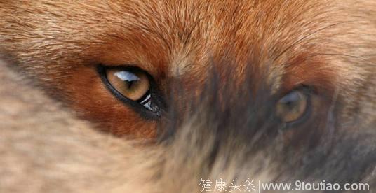 心理学：你最喜欢下面哪双狐狸眼睛？秒测你的人际关系能力有多强