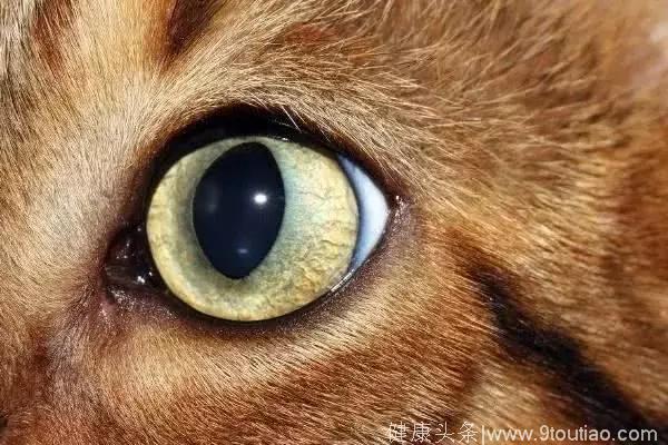 心理学：4只眼睛，哪只是老虎的？测你有做老板的潜能吗？