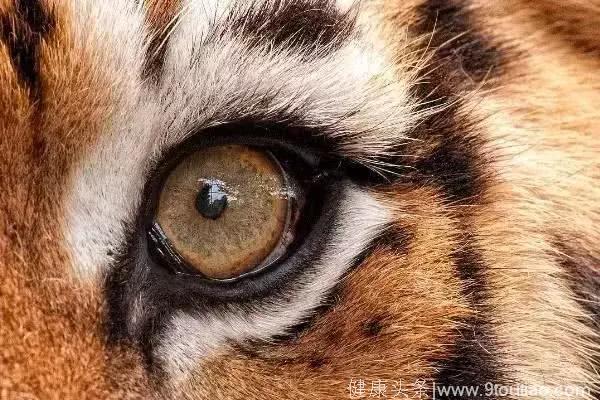 心理学：4只眼睛，哪只是老虎的？测你有做老板的潜能吗？