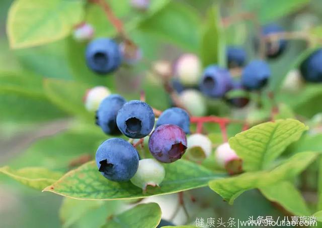 威海周边蓝莓采摘地图出炉！美味“蓝”不住，不能“莓”有你！