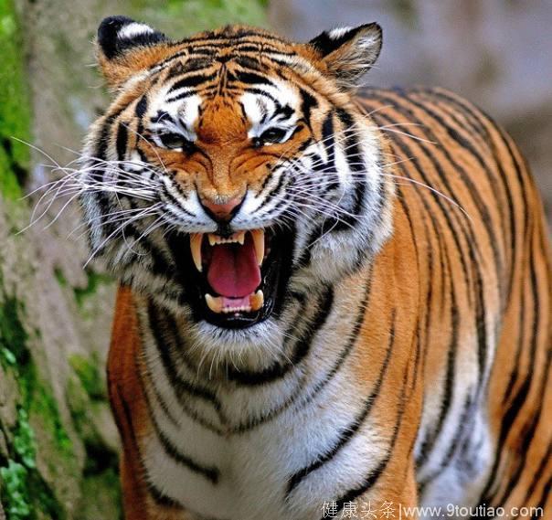 心理测试：假如有4只老虎，哪只是万兽之王？测你以后会不会衣食无忧
