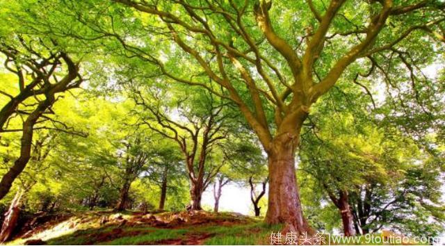 心理测试：若你想隐居，会选哪个树林？测你晚年是遭罪还是享福？