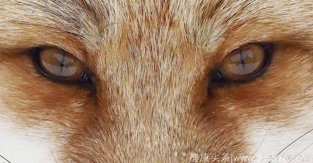 心理测试：哪双狐眼是画的？测你的情商智商多高