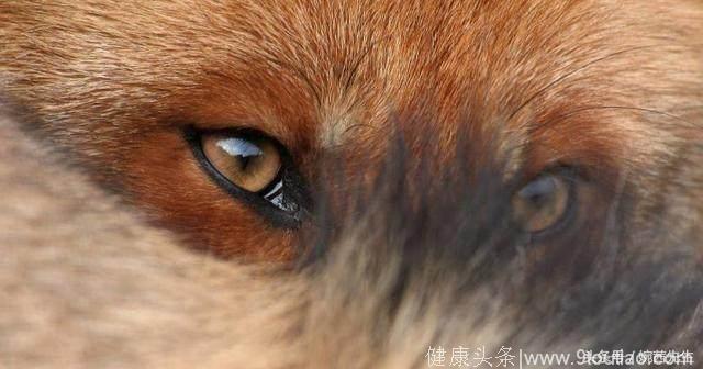 心理测试：哪双狐眼是画的？测你的情商智商多高