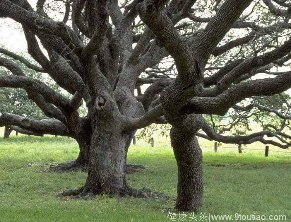 心理测试：假如走累了，你会在哪棵树下休息？测你是不是TA的心上人
